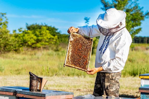 A man taking out hive to see honey